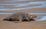 Atlantic Grey Seal
