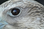 Gyr Falcon Eye