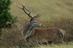 Red Deer Stag
