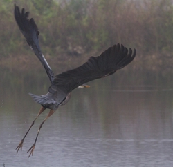 Great Blue Heron _0094