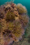 Anemonia viridis colony