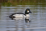 Goldeneye
