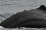A parasite on the tail of sperm whale