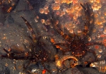 Galathea squamifera