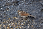 Reed Bunting