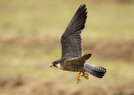 Peregrin Falcon