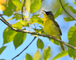 Grey-crowned Yellowthroat portfolio