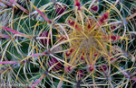 Barrel Cactus detail