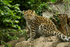 Amur Leopard - Anya