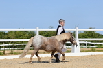 Class 7: Miniature to include Shetlands portfolio