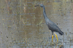 Slaty Egret