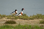 Shelducks