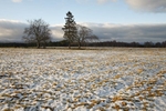 <center>The Frozen Ground</center>