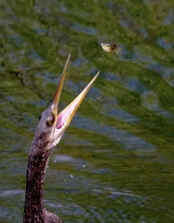 Birds 046