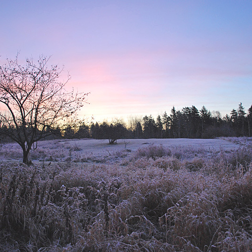 A thick autumn frost covers a farmer's field as a new day begins.