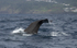 Sperm Whale Fluke, Pico Island, Azores