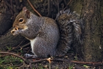 Squirrel 15