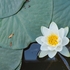 Water lily (Nymphae alba)