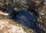 Raniceps raninus