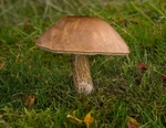 Brown Birch Bolete