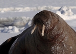Walrus 6487