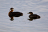 Red-necked Grebes (adult & juvenile) on the water at Potter's Marsh