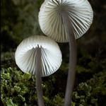 Bell Cap Mushrooms