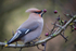 WAXWING HALKYN 6
