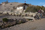 Shepherd at Work