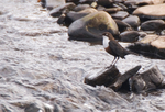Dipper