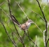 Chinese Hill Warbler