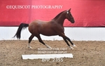 BPP_2355