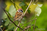 Tree Sparrow (Passer montanus) amongst the foliage