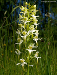 Greater Butterfly-orchid (01)