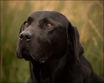 Black Labrador Portrait