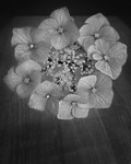 Ring of Flowers Black and White Still Life