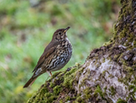 Song Thrush