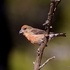 Common Crossbill (Loxia curvirostra) M