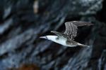 Peruvian Booby flying, wings up, Chanaral Island, Chile