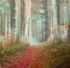 Enchanted Forest