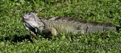 AnimalsCreatures 196
