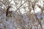 Red-tailed Hawk, Bosque del Apache, New Mexico