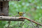 Siskin