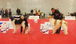 males CAC, RCAC