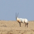 Oryx