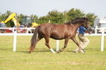 Classes 44 & 45: NPS M&M Brood Mare and Foal portfolio