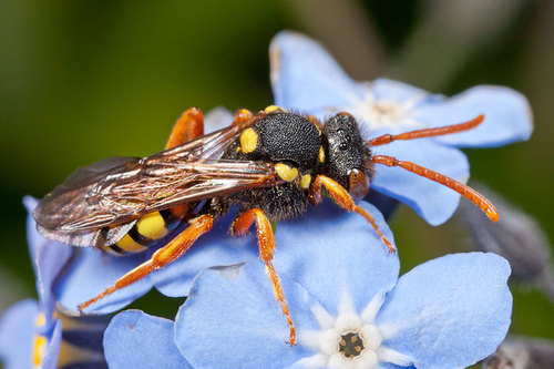 Nomada fucata Female