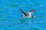 Fork-tailed Storm Petrel feeding on the water, Canada