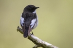 Pied Flycatcher