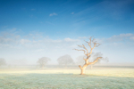 z3004 Lone Tree near Smallbrook
